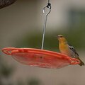 Opus ORIOLE TRAY FEEDER 16 OZ 467-4